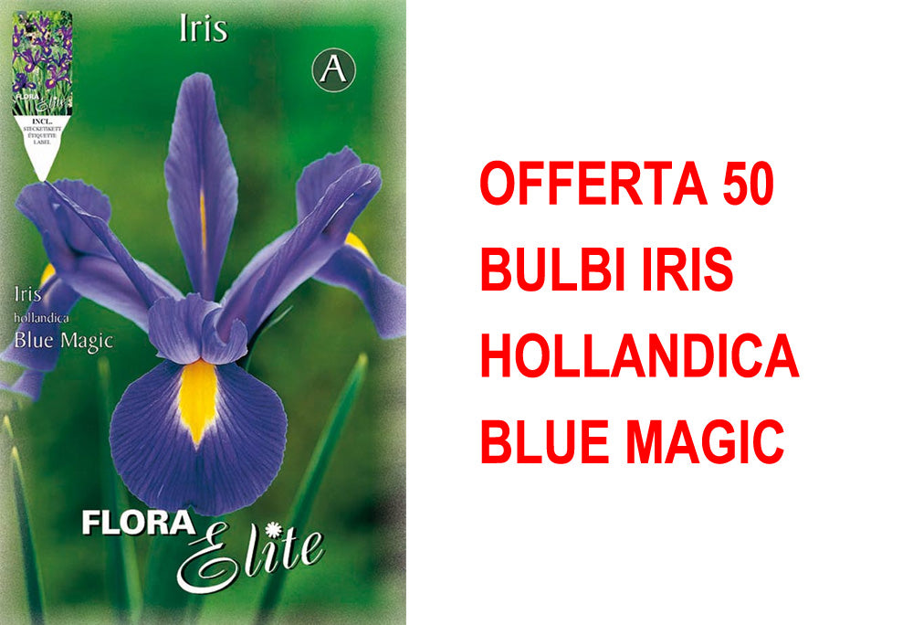 OFFERTA 50 BULBI IRIS HOLLANDICA BLUE MAGIC