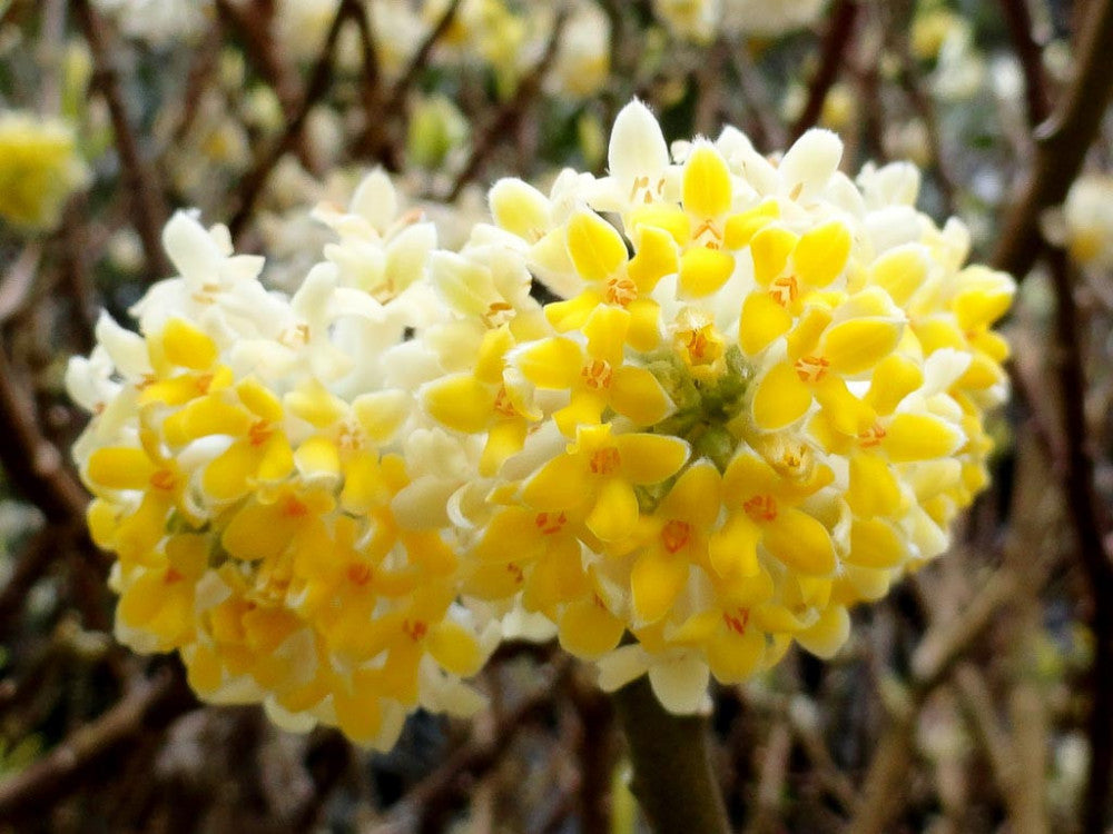 EDGEWORTHIA VASO 18CM