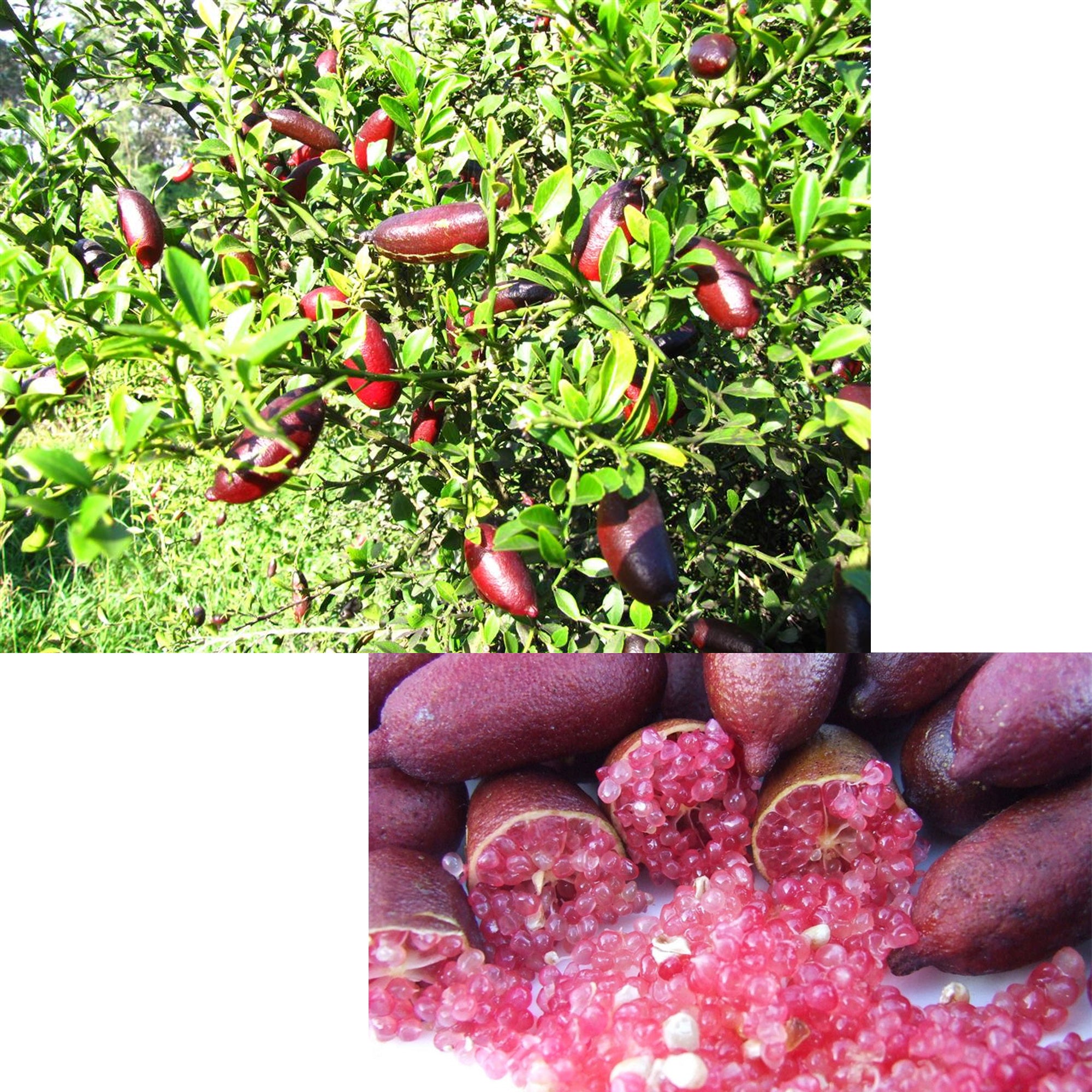 LIMONE CAVIALE ROSA FINGER LIME IN VASO 22CM