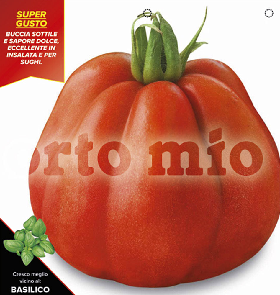 3 PIANTE IN VASO Ø 10CM DI POMODORO A CUORE CANESTRINO
