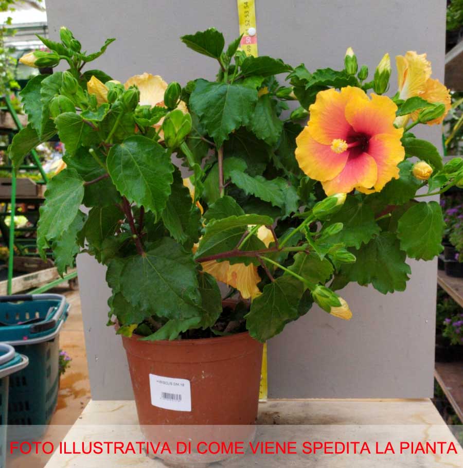 HIBISCUS IBISCO ARANCIONE IN VASO 19CM