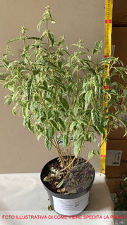 CARYOPTERIS CLAN WHITE SURPRISE VASO 19CM