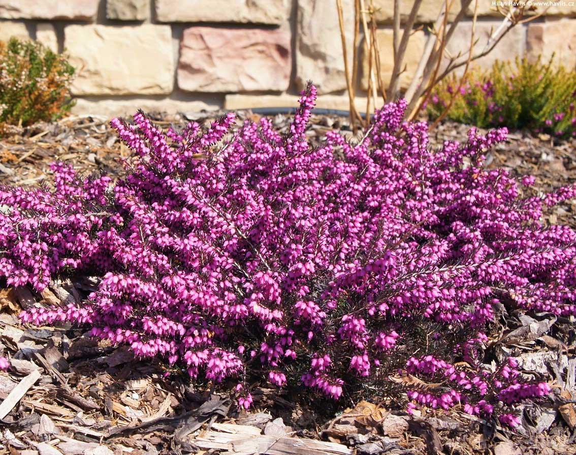 ERICA DARLEYENSIS KRAMERS ROSA VASO 28CM