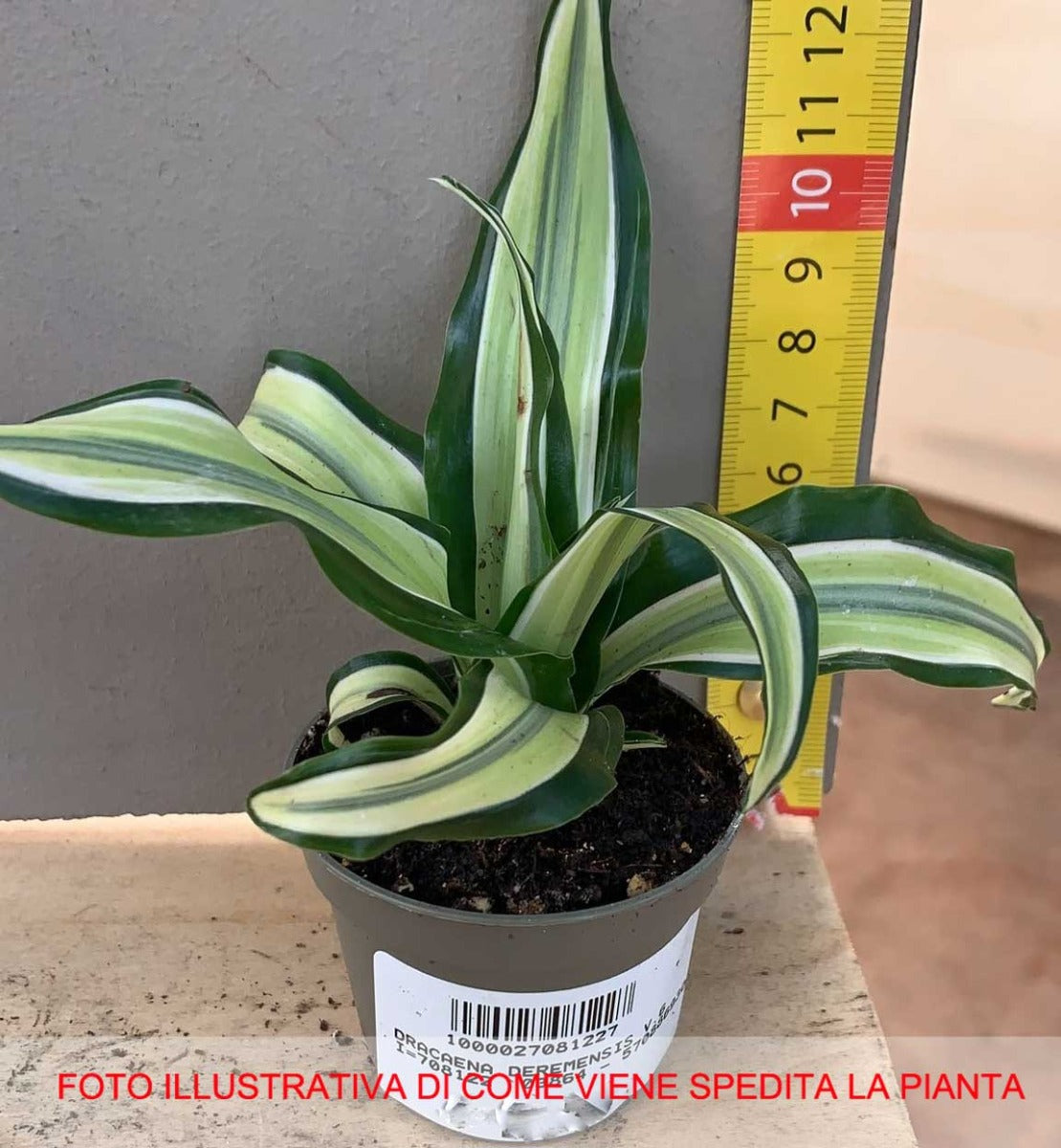 DRACENA DEREMENSIS TRONCHETTO DELLA FELICITÀ VASO 6CM