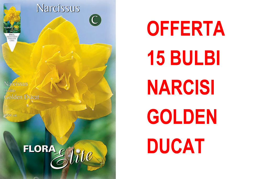 OFFERTA 15 BULBI NARCISO DOUBLE GOLDEN DUCAT
