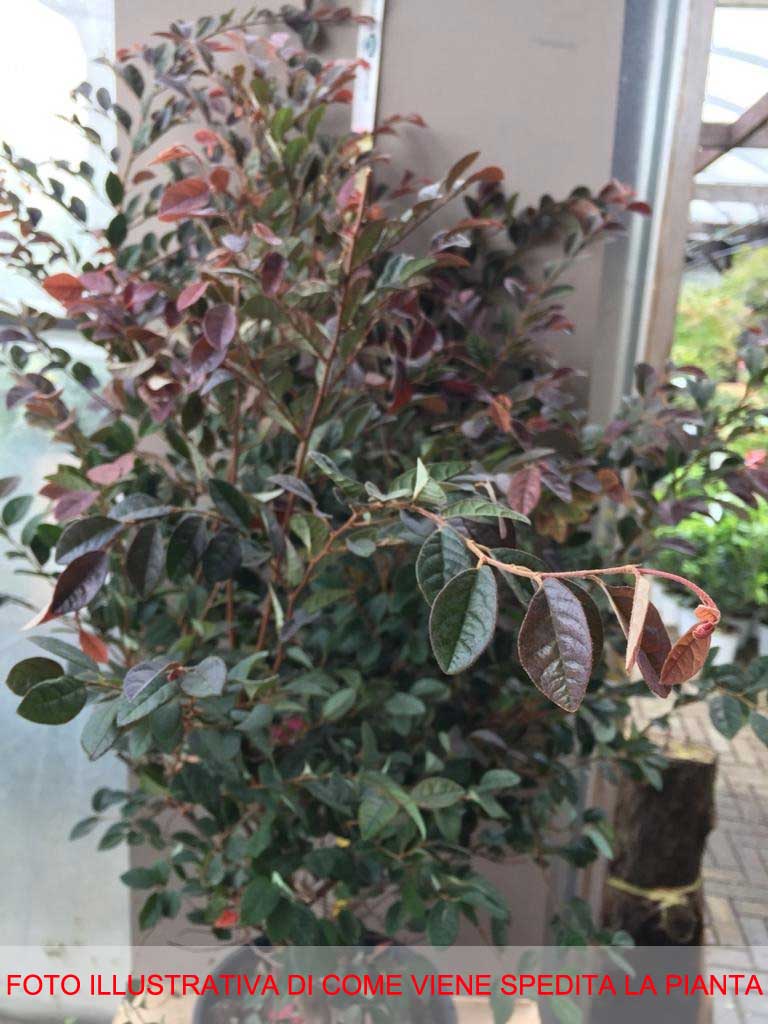 LOROPETALUM FEDE VASO 24CM