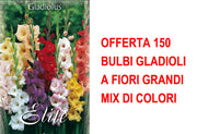OFFERTA 150 BULBI GLADIOLI A FIORI GRANDI MIX DI COLORI