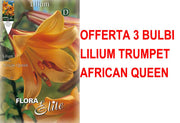 OFFERTA 3 BULBI LILIUM TRUMPET AFRICAN QUEEN