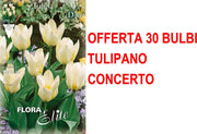 OFFERTA 30 BULBI TULIPANO KAUFMANNIANA CONCERTO