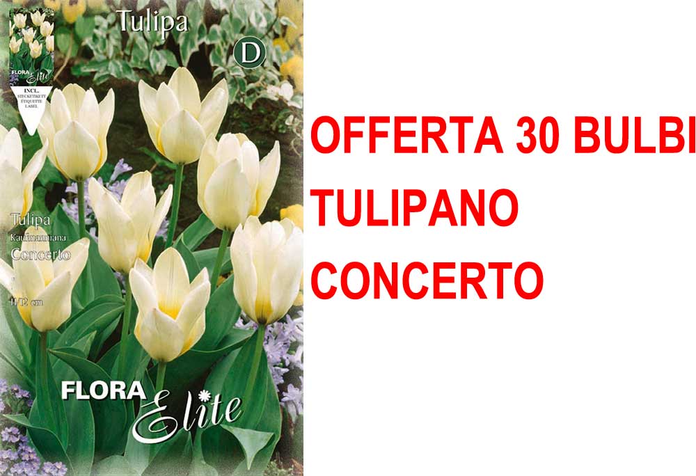 OFFERTA 30 BULBI TULIPANO KAUFMANNIANA CONCERTO