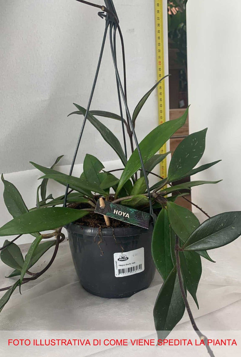 HOYA DARK RED VASO 15CM