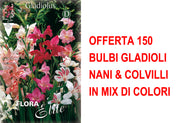 OFFERTA 150 BULBI GLADIOLI NANI & COLVILLI IN MIX DI COLORI