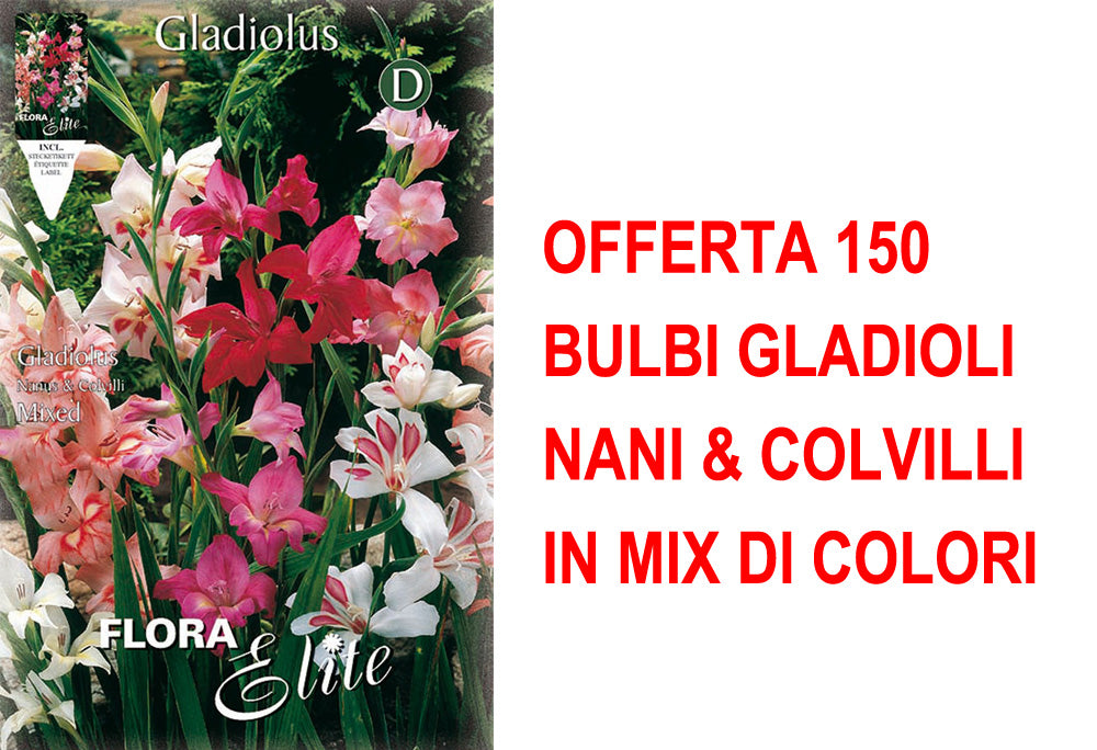 OFFERTA 150 BULBI GLADIOLI NANI & COLVILLI IN MIX DI COLORI