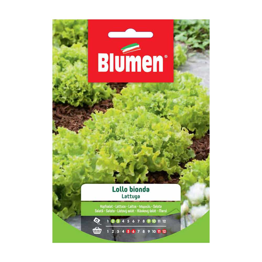 SEMI LATTUGA LOLLO BIONDA BLUMEN