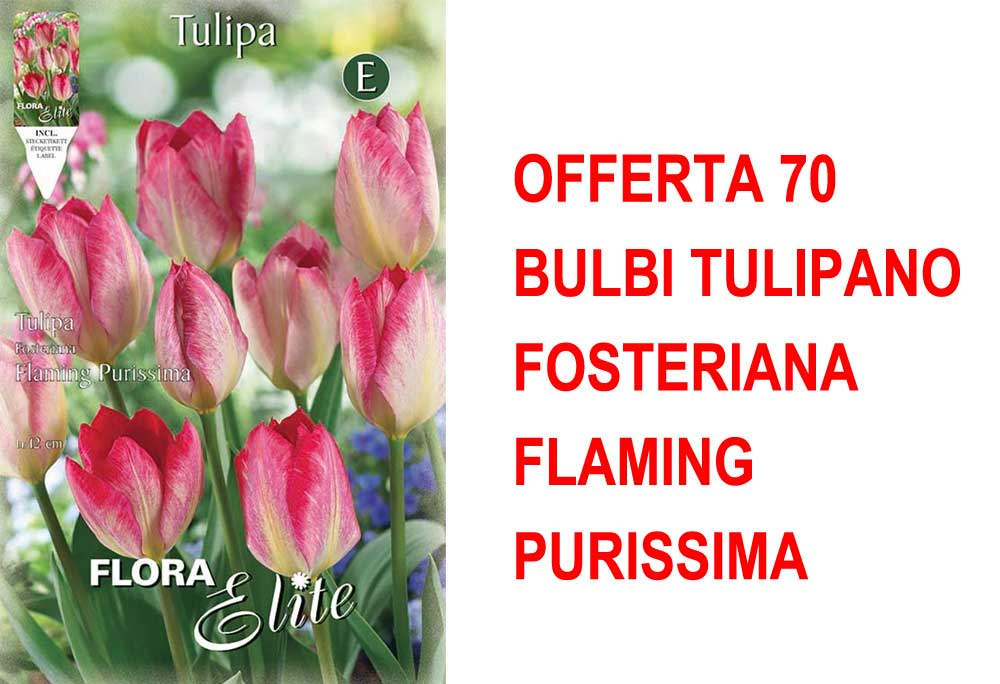 OFFERTA 70 BULBI TULIPANO FOSTERIANA FLAMING PURISSIMA