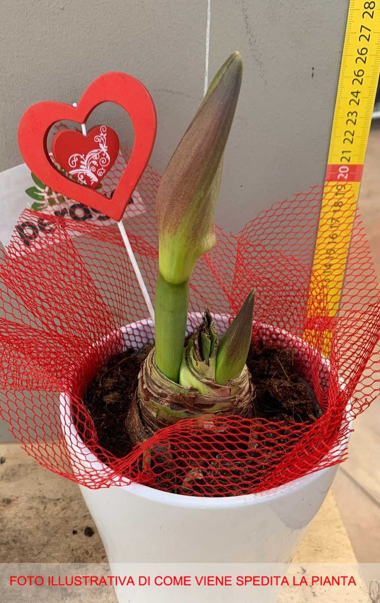 AMARYLLIS ROSSO VASO CERAMICO ROSSO/BIANCO 14CM