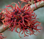 HAMAMELIS INTERMEDIA RUBIN ROSSO VASO 23CM