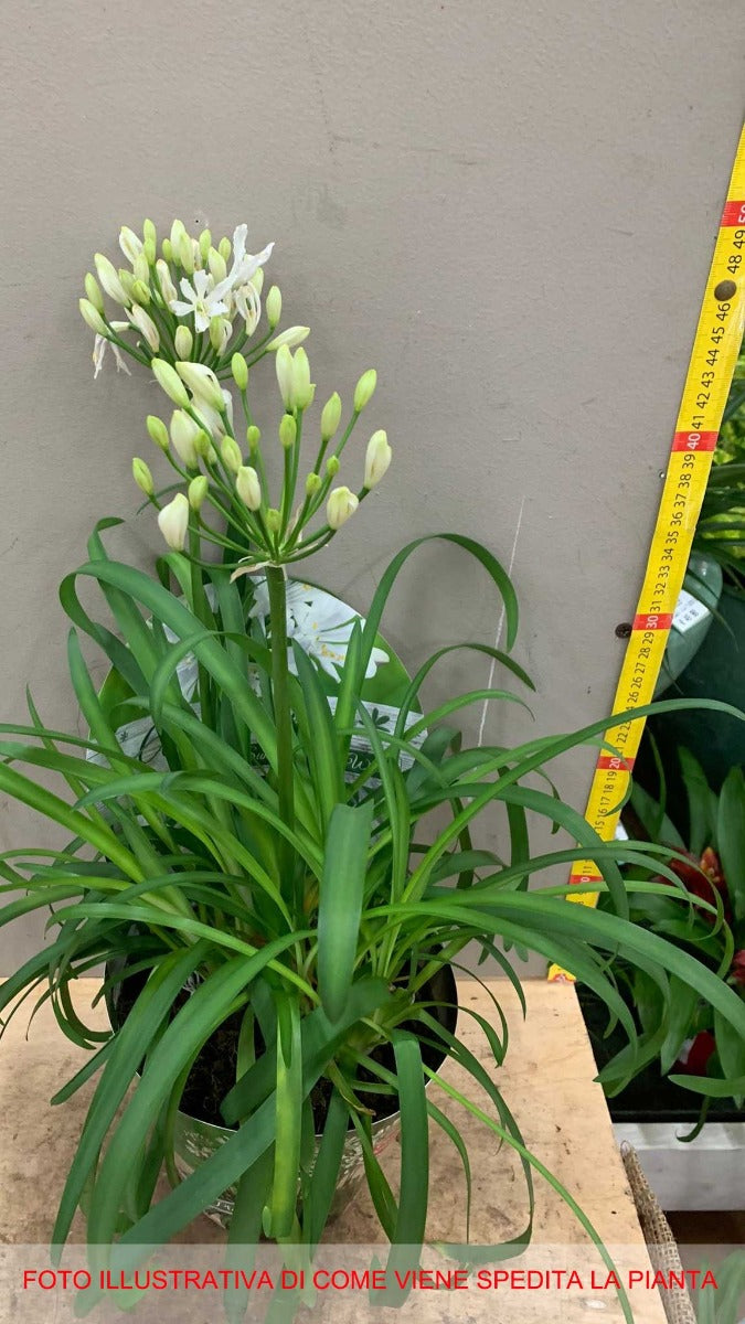 AGAPANTHUS BIANCO VASO 17CM