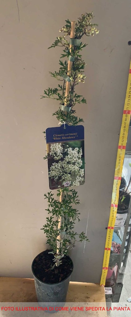 CLEMATIDE WHITE ABUNDANCE IN VASO 15CM