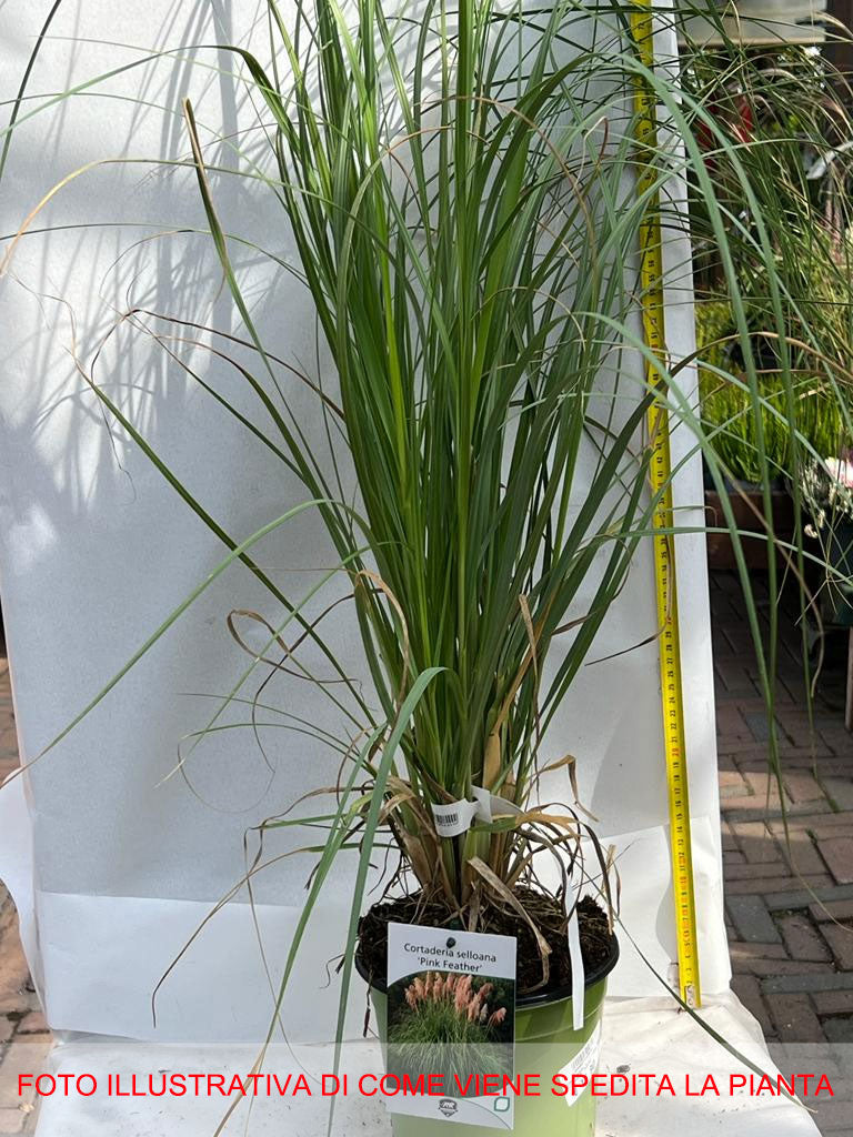 CORTADERIA SELLOANA PINK FEATHER IN VASO 17CM