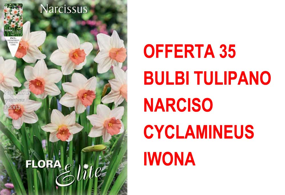 OFFERTA 35 BULBI NARCISO CYCLAMINEUS IWONA