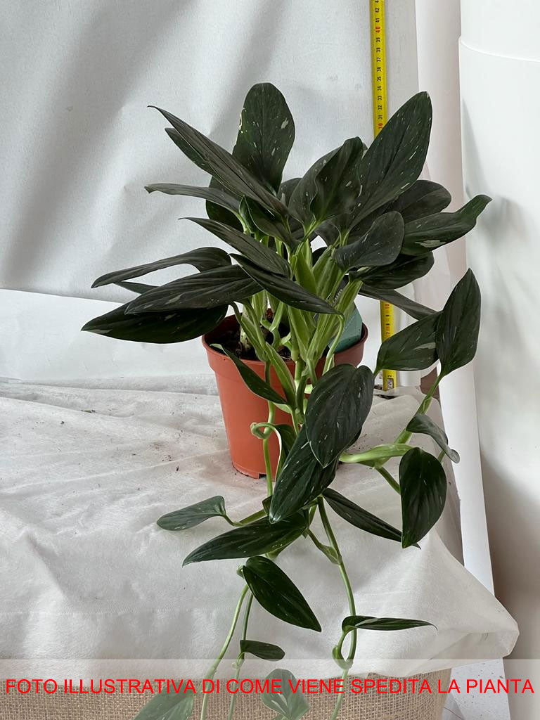 PHILODENDRON COBRA VASO 17CM