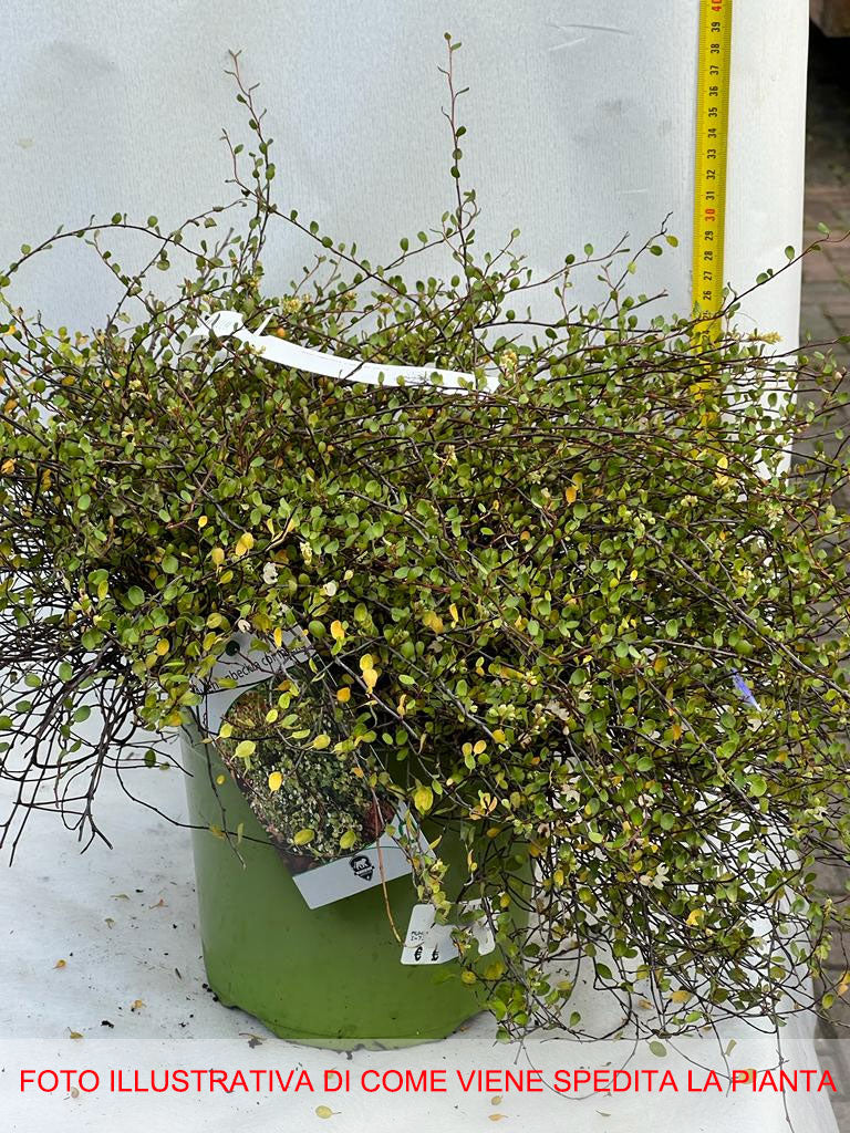 MUEHLENBECKIA COMPLEXA IN VASO 18CM