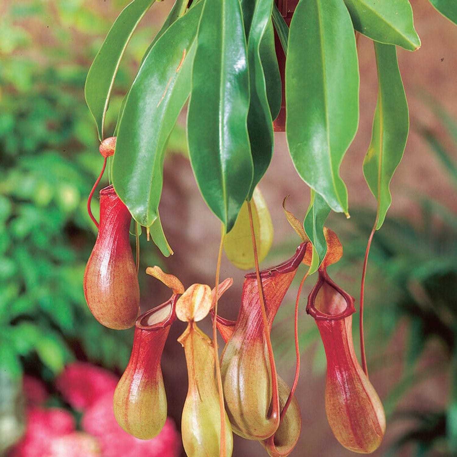Nepenthes Alata in vaso da 9,5cm