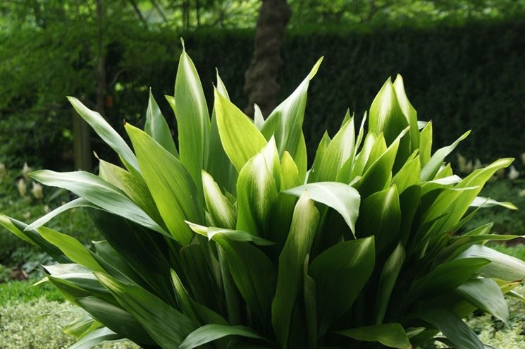 ASPIDISTRA ELATIOR VASO 14CM
