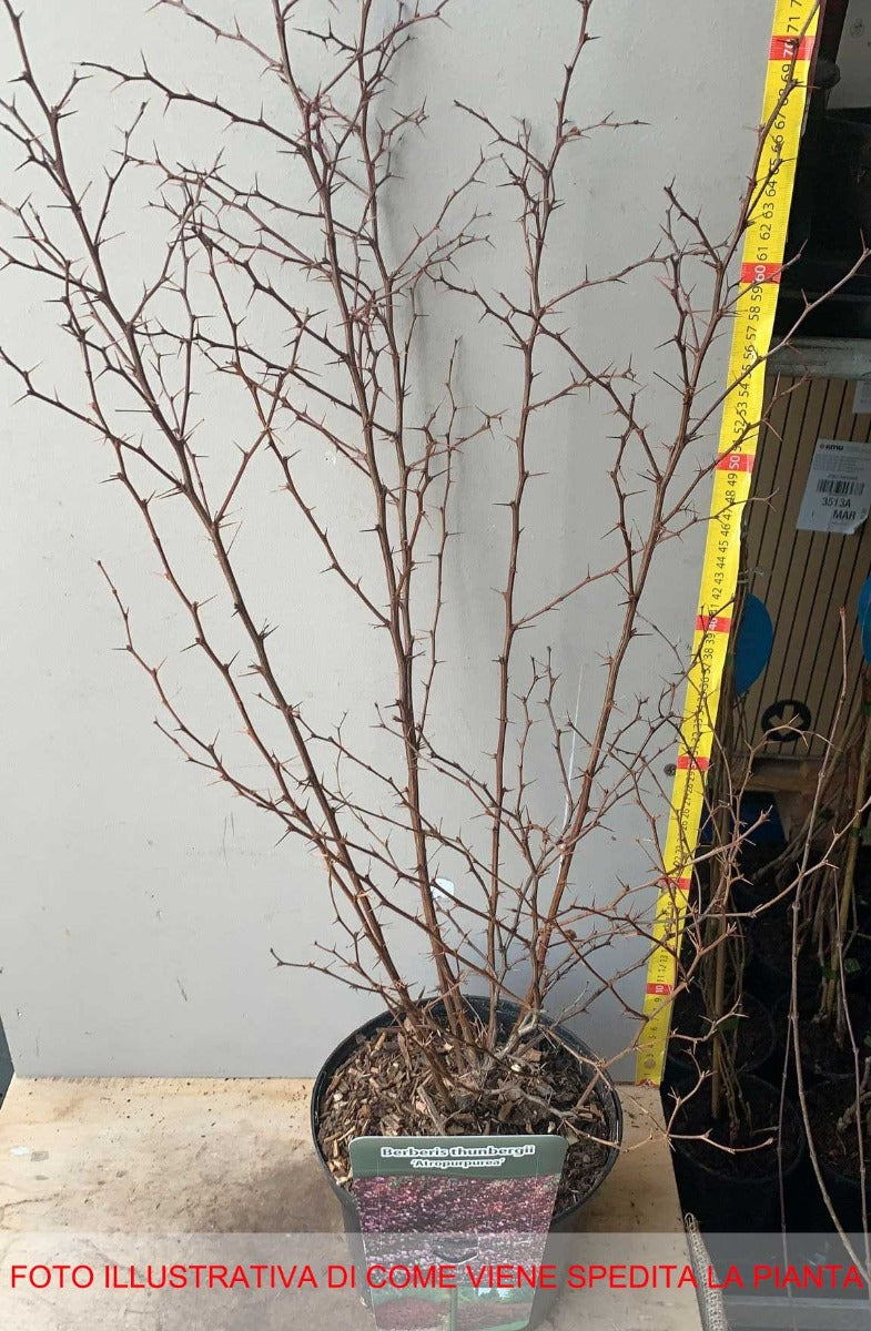 BERBERIS THUNBERGII ATROPURPUREA VASO 19CM
