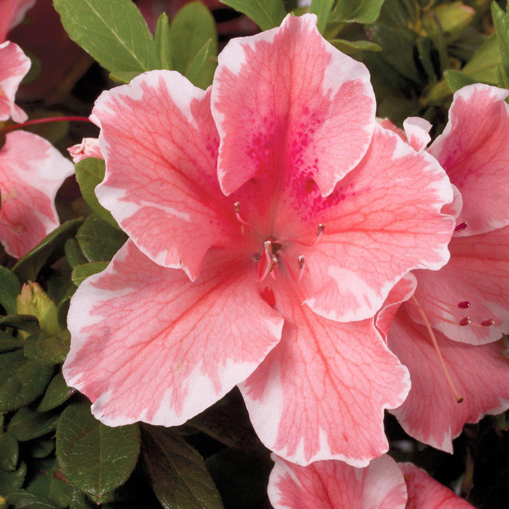 AZALEA AUTUMN SUNBURST VASO 19CM