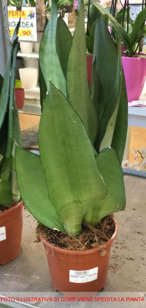 SANSEVIERIA MOON SHINE IN VASO 14CM