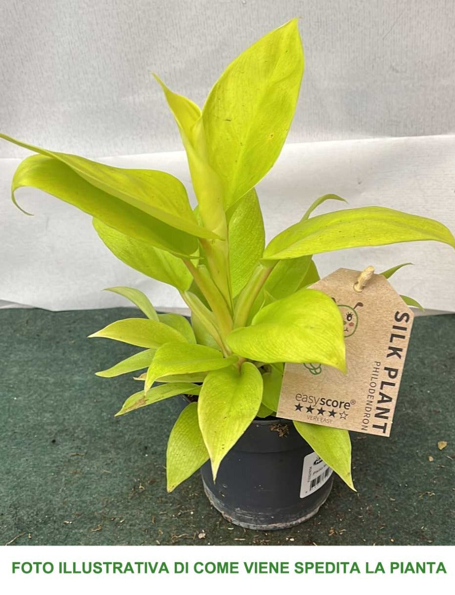 PHILODENDRON LEMON LIME VASO 11CM