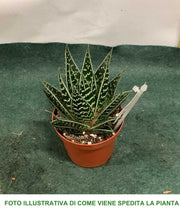 ALOE TIKI THAI IN VASO 9CM