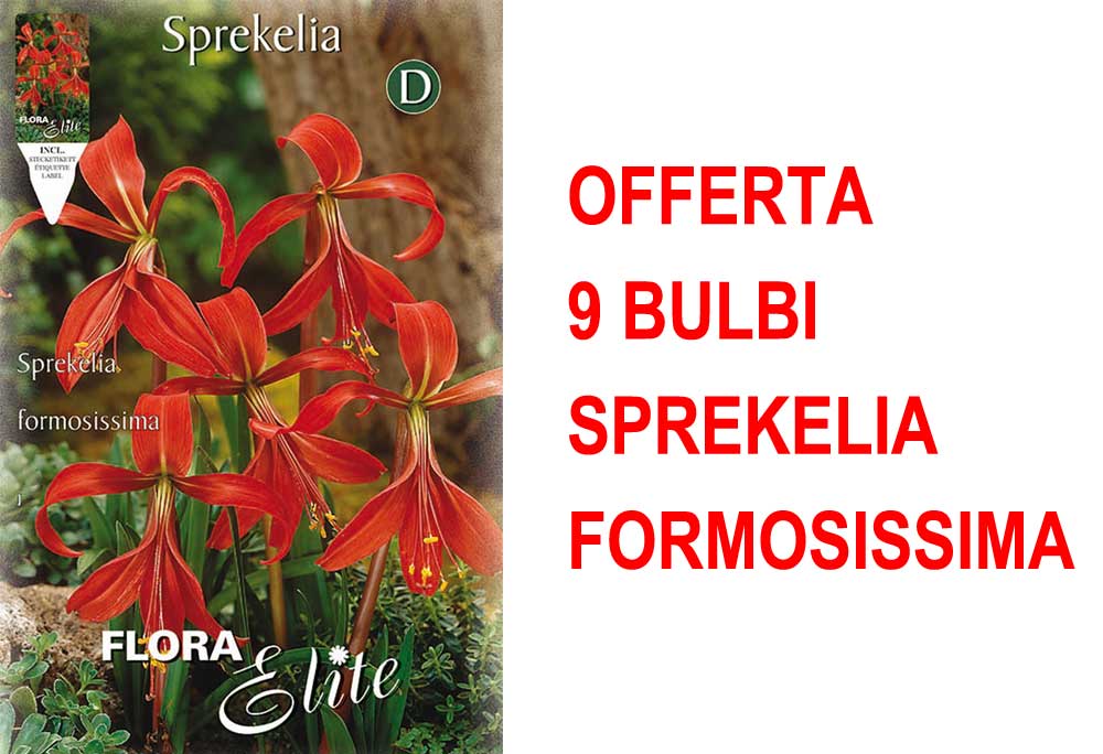 OFFERTA 9 BULBI SPREKELIA FORMOSISSIMA GIGLIO DEGLI ATZECHI