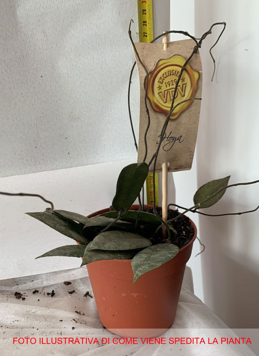 HOYA CAUDATA FIORE DI CERA VASO 12CM