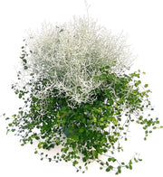 CALOCEPHALUS E MUEHLENBECKIA IN VASO 17CM
