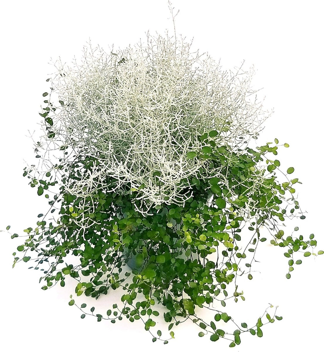 CALOCEPHALUS E MUEHLENBECKIA IN VASO 17CM