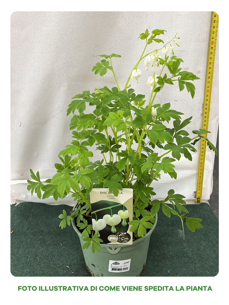 DICENTRA SPECTABILIS BIANCA CUOR DI MARIA IN VASO 18CM