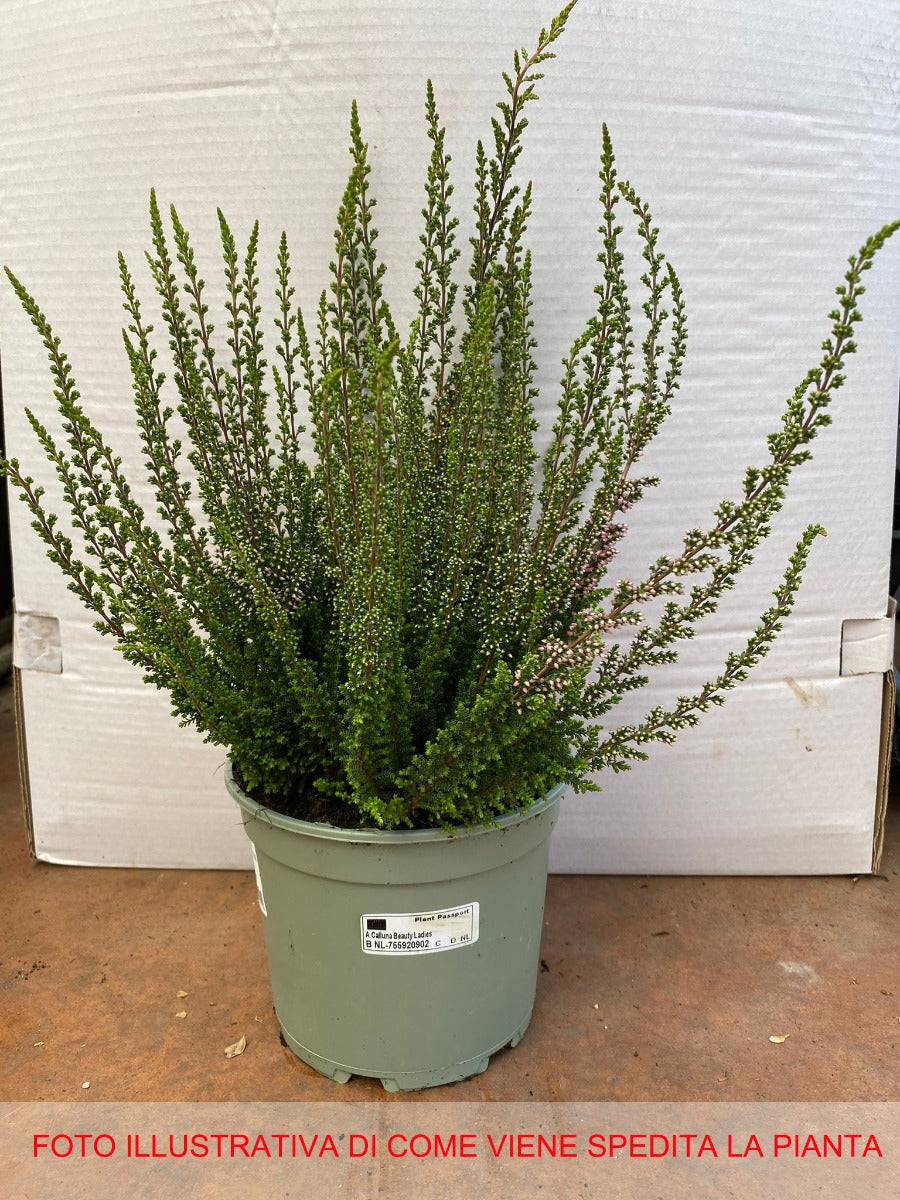 ERICA CALLUNA BEAUTY LADIES IN VASO 17CM
