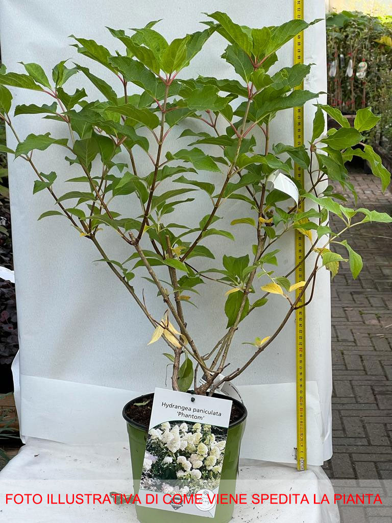 HYDRANGEA ORTENSIA PANICULATA PHANTOM VASO 18CM