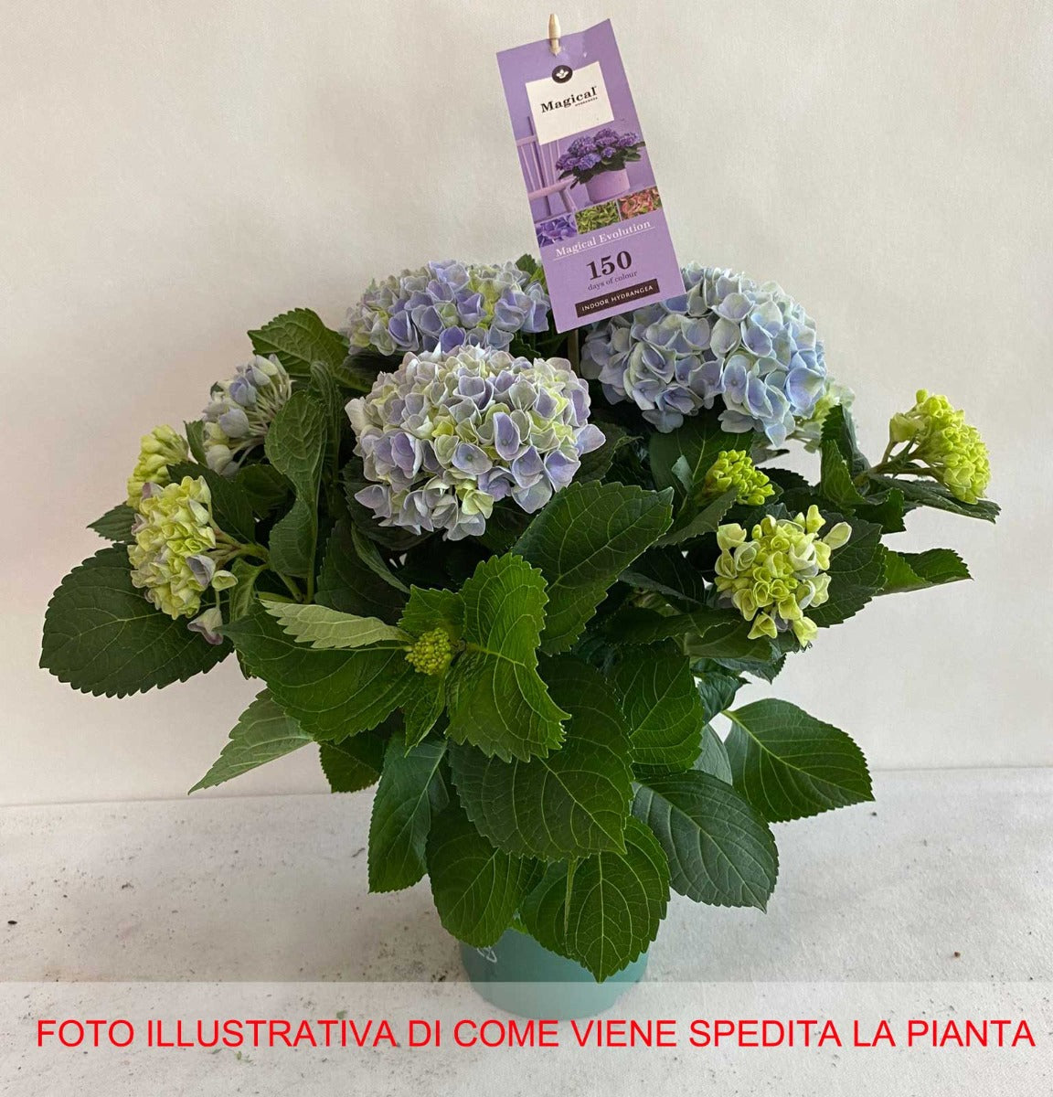 ORTENSIA HYDRANGEA MACROPHYLLA MAGICAL EVOLUTION BLU VASO 14CM