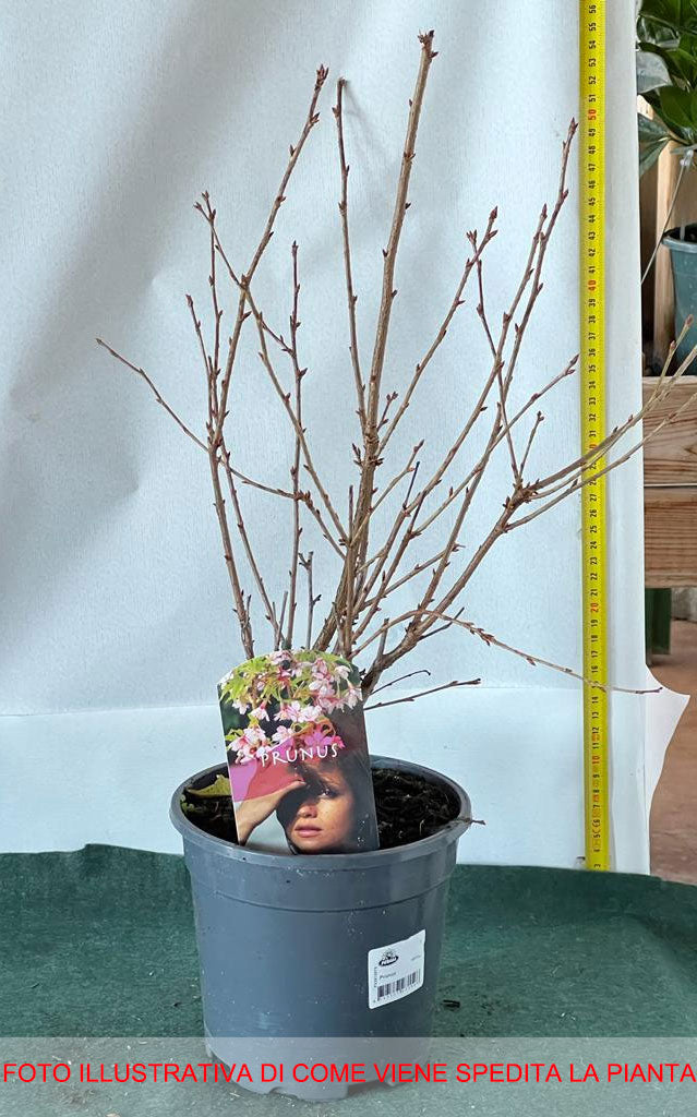 PRUNUS INCISA PAEAN CILIEGIO DA FIORE IN VASO 17CM