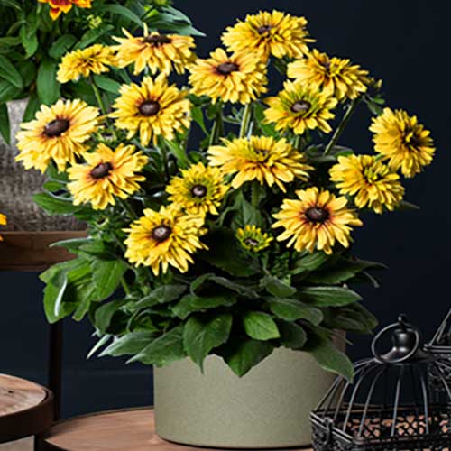 RUDBECKIA HIRTA RUDY DOUBLE YELLOW LEMON IN VASO 18CM