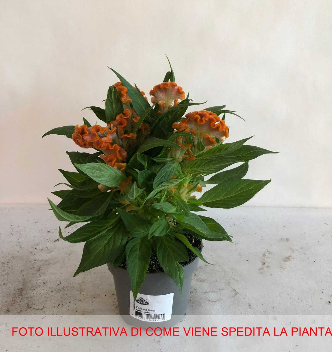 CELOSIA TASTY TWIST MIX COLORI ASSORTITI IN VASO 12CM
