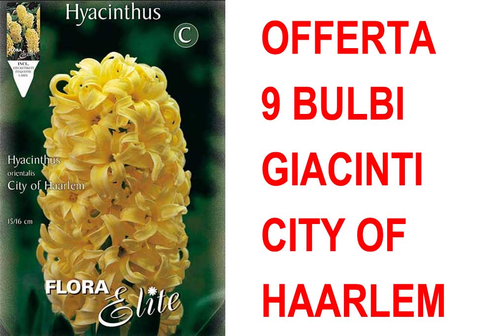 OFFERTA 9 BULBI GIACINTO CITY OF HAARLEM