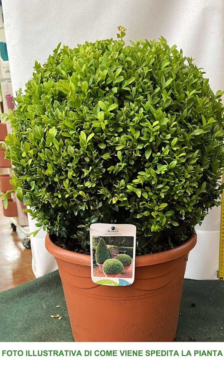 BUXUS BOSSO SEMPERVIRENS SFERICO VASO 29CM