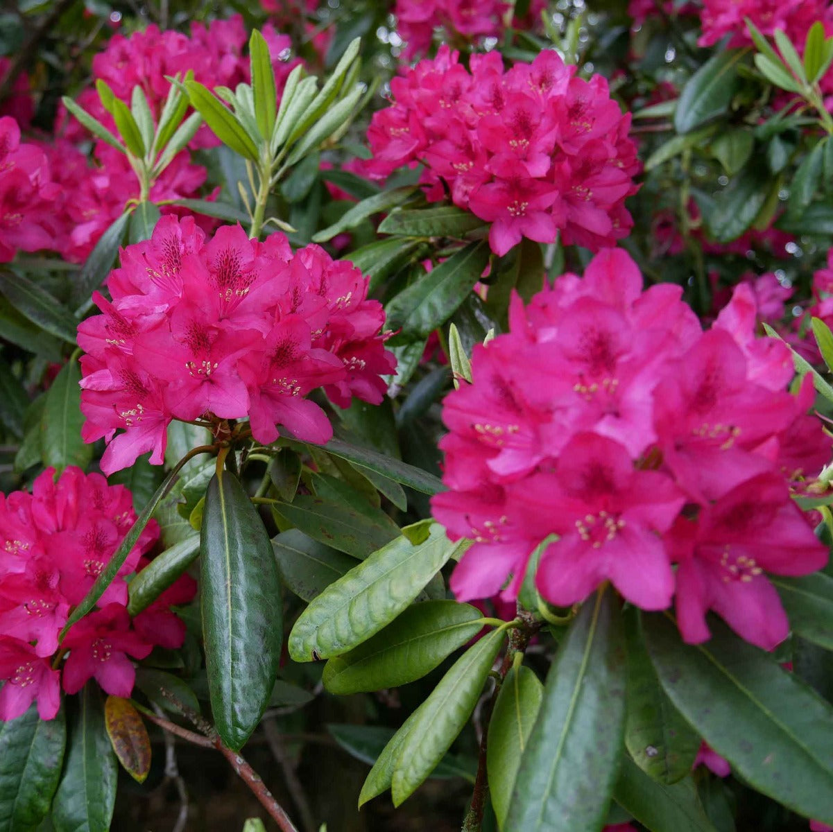 RODODENDRO ROSA SCURO IN VASO 18CM