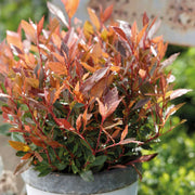 PHOTINIA FRASERI CHICO IN VASO 17CM