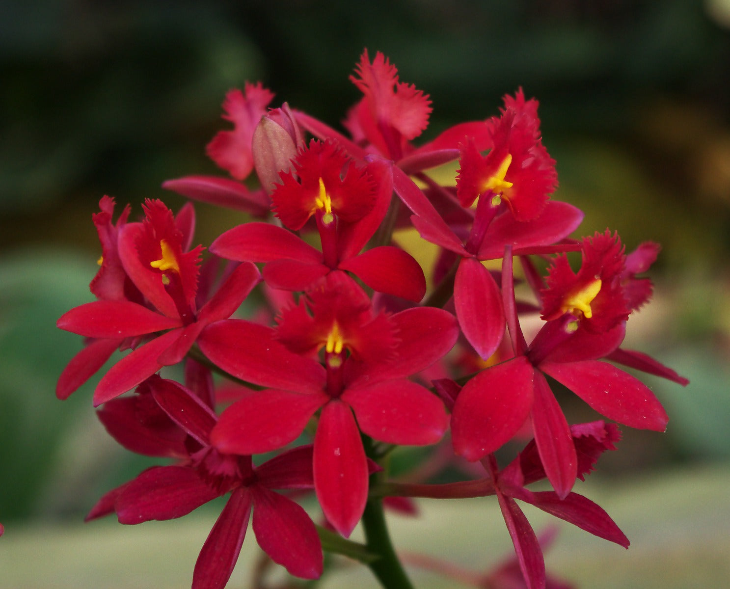 ORCHIDEA EPIDENDRUM BALLERINA VASO 15CM